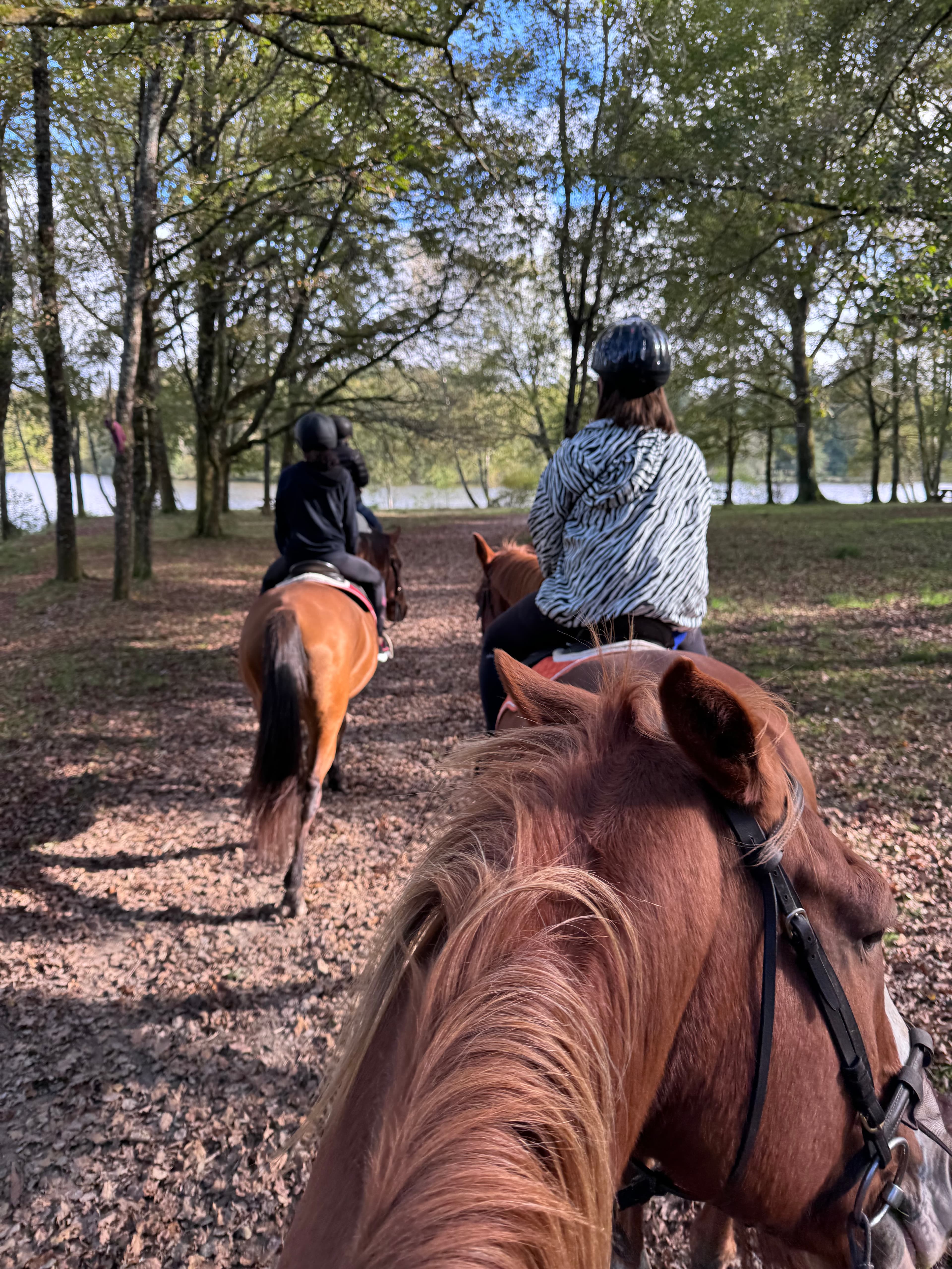 View from horseback following other riders on a wooded trail covered in fallen leaves.